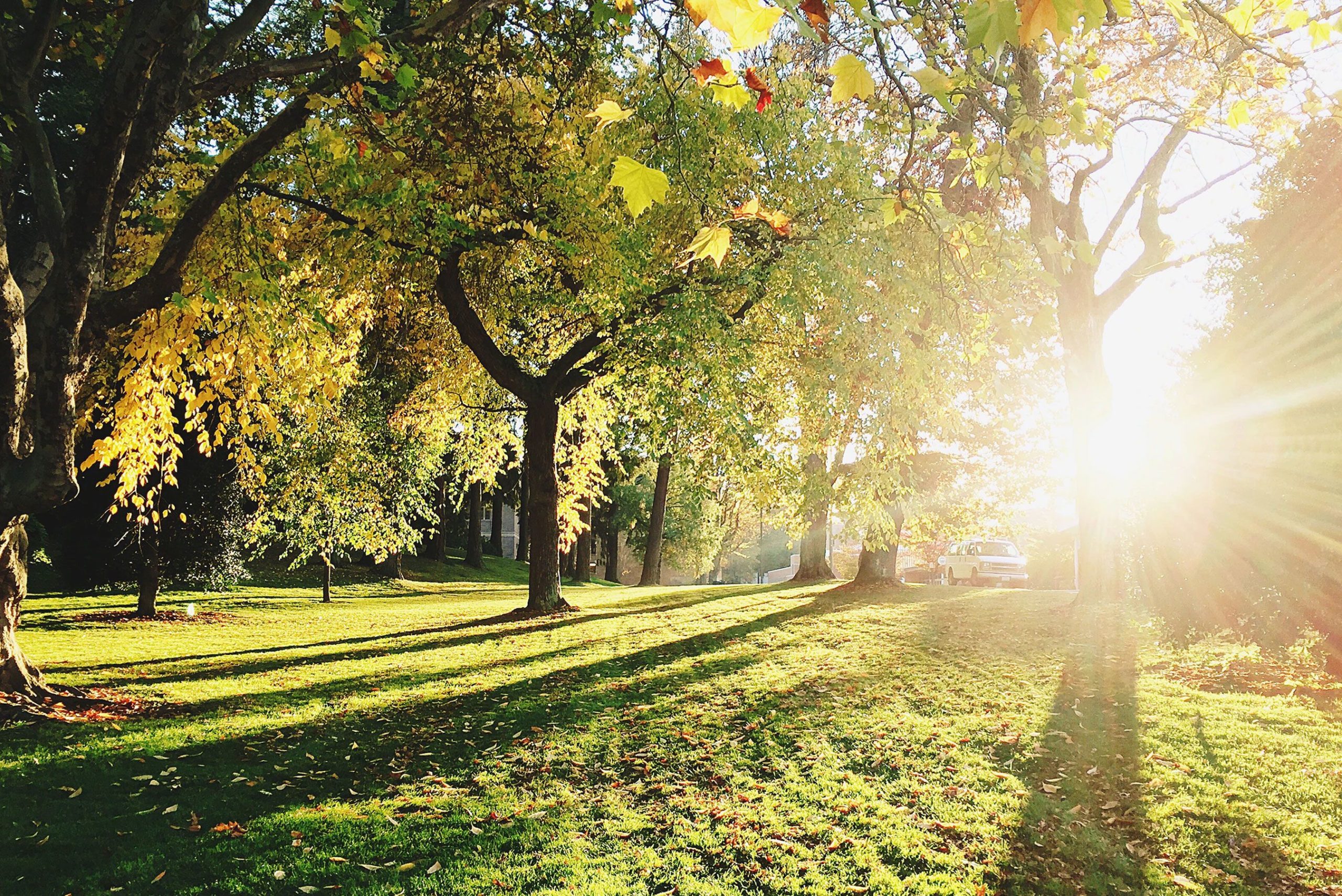 landscaper-planting-trees